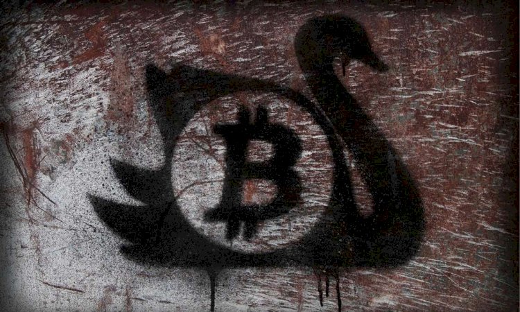 What Is The Black Swan Risk In Cryptocurrency Markets